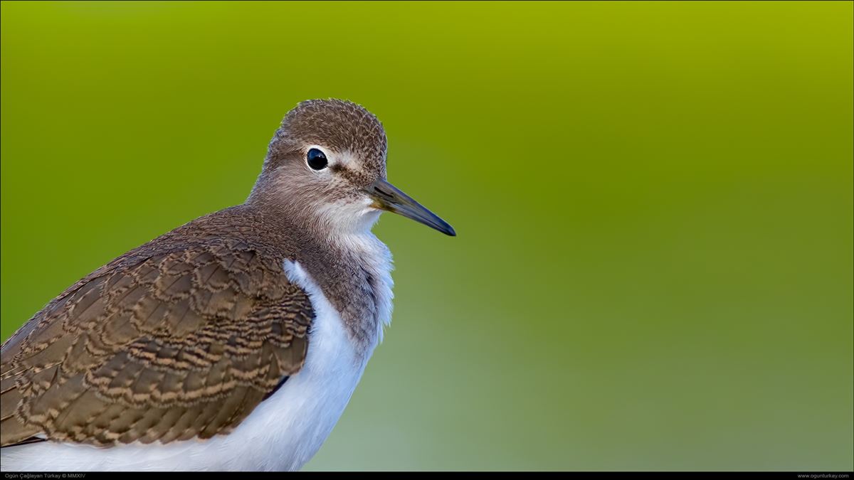 Common Sandpiper