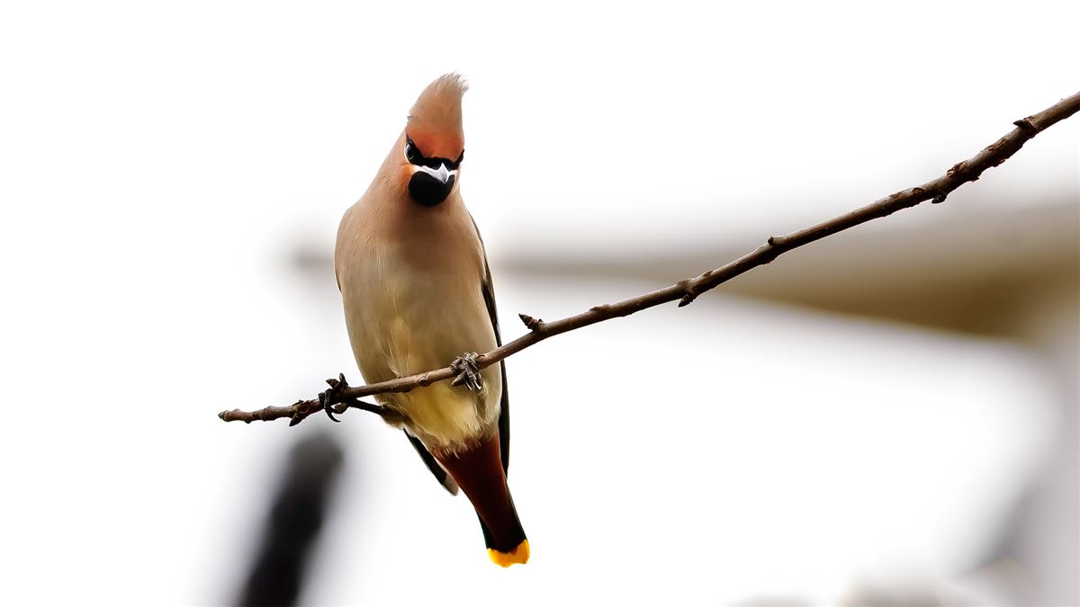 Bohemian Waxwing