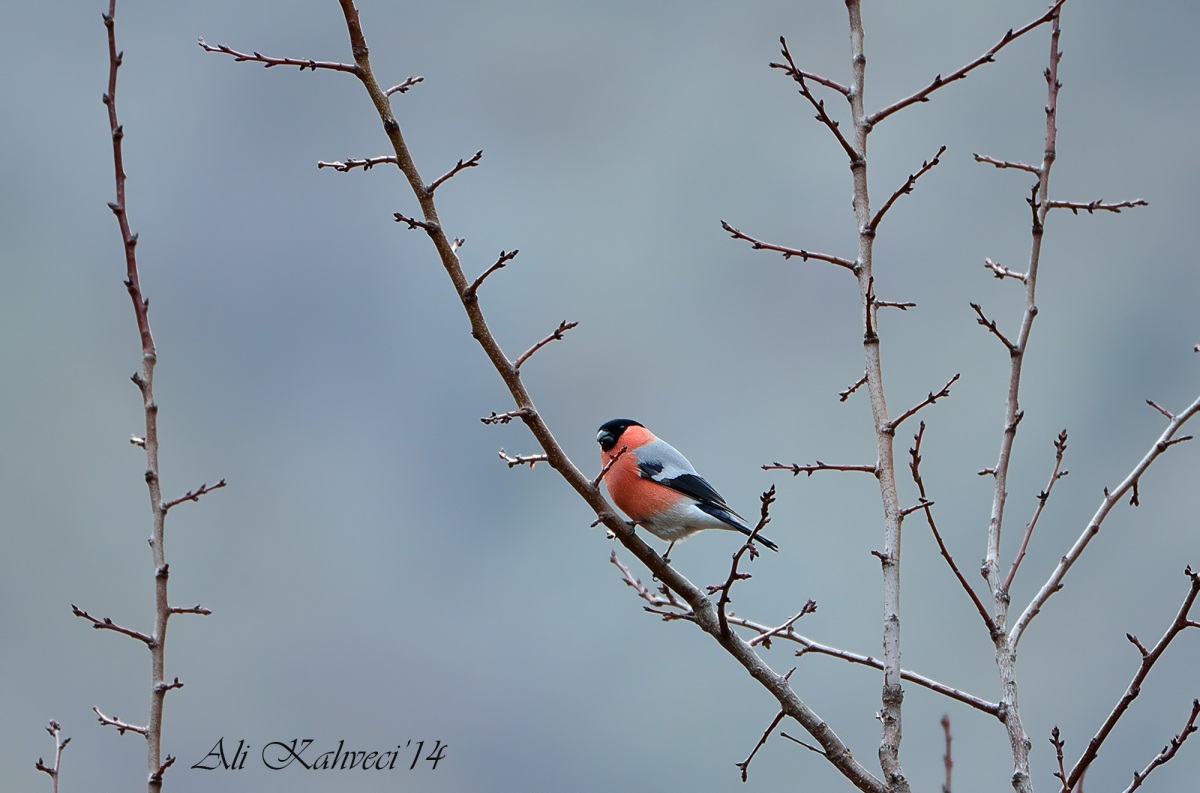 Eurasian Bullfinch