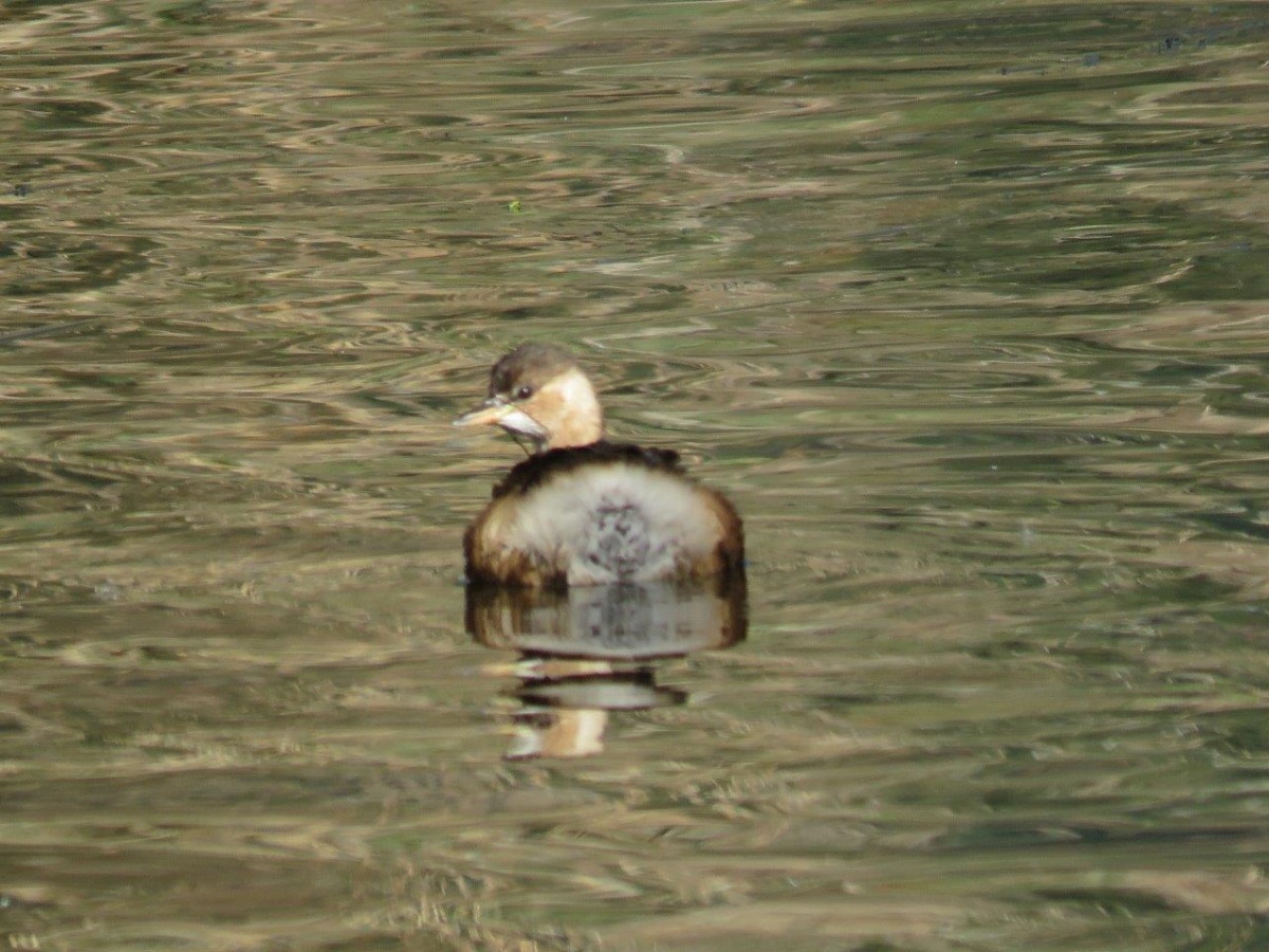 Little Grebe