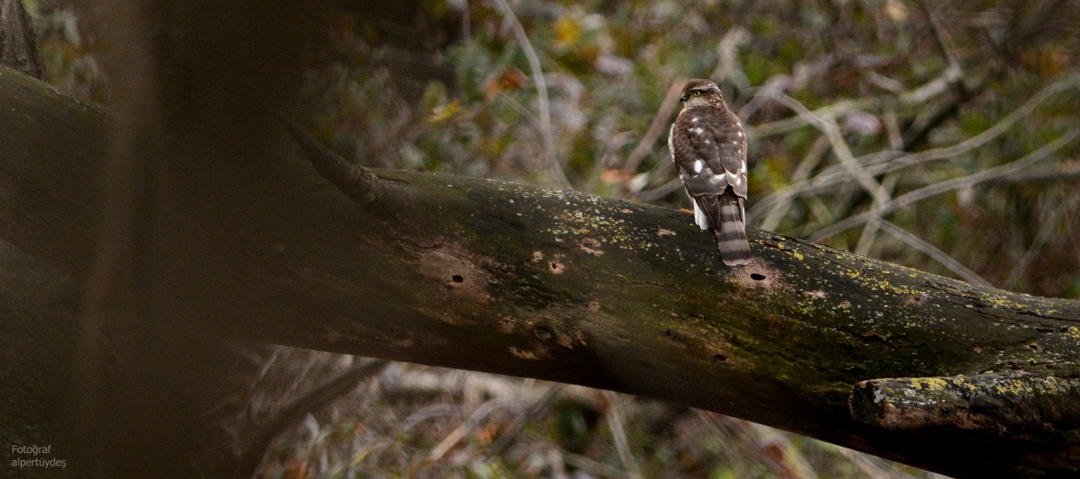 Eurasian Sparrowhawk