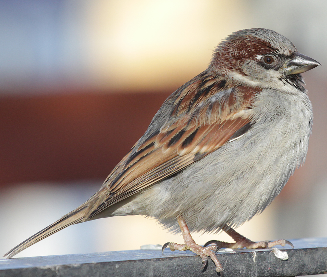 House Sparrow