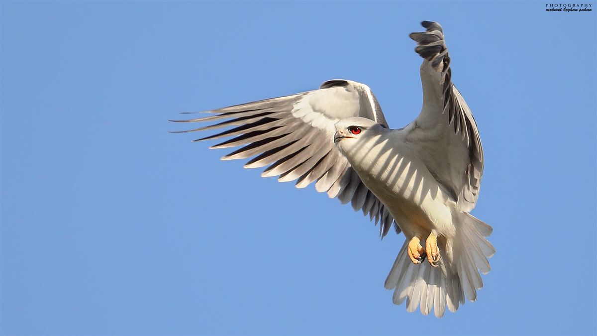 Black-winged Kite