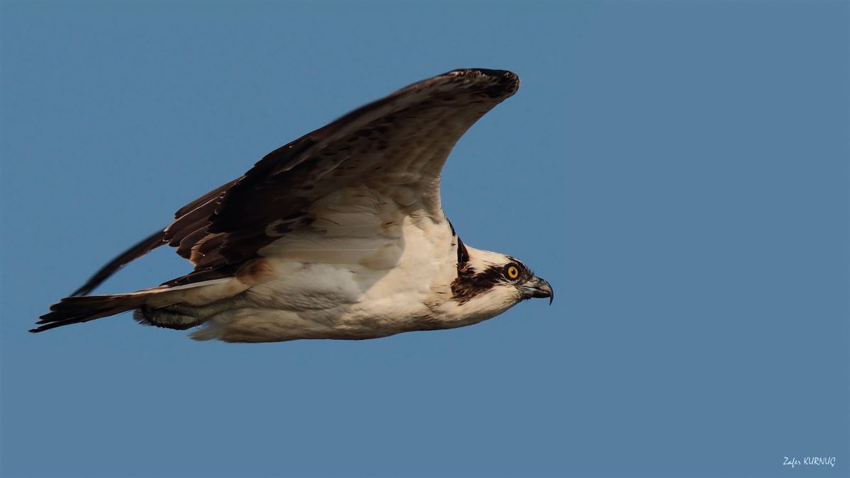 Osprey