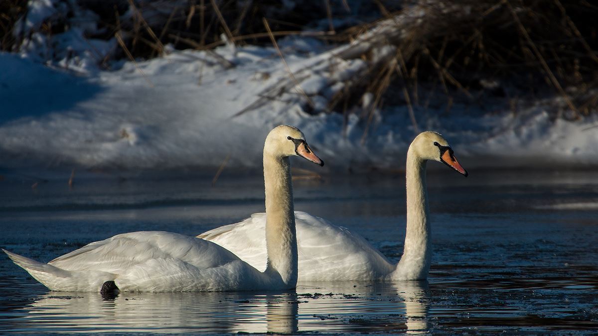 Mute Swan