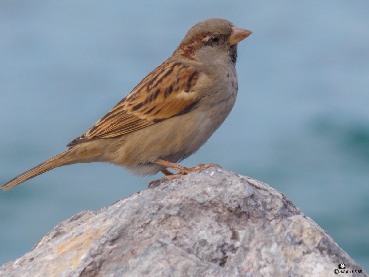 House Sparrow