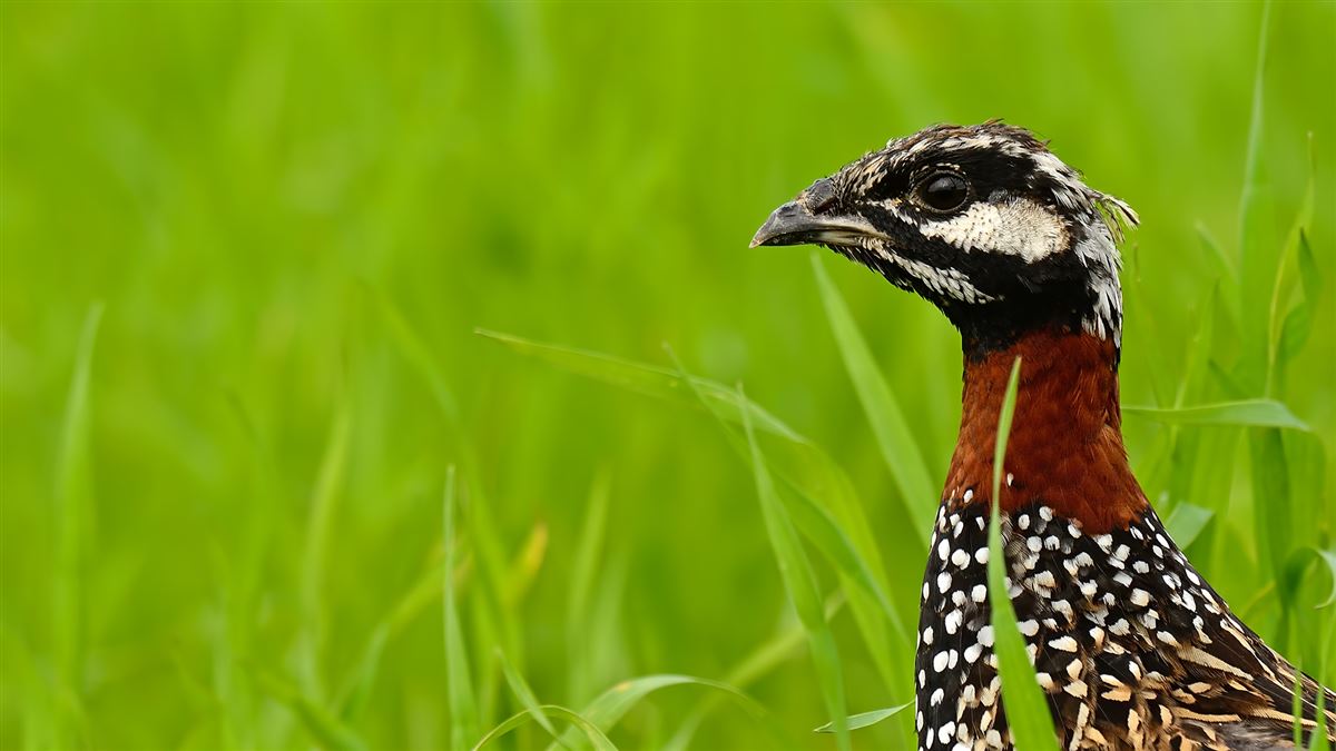 Black Francolin