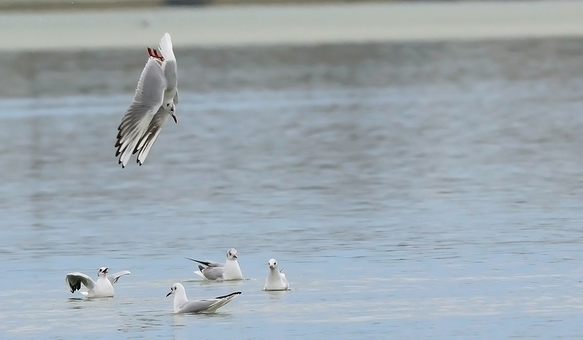 Black-headed Gull
