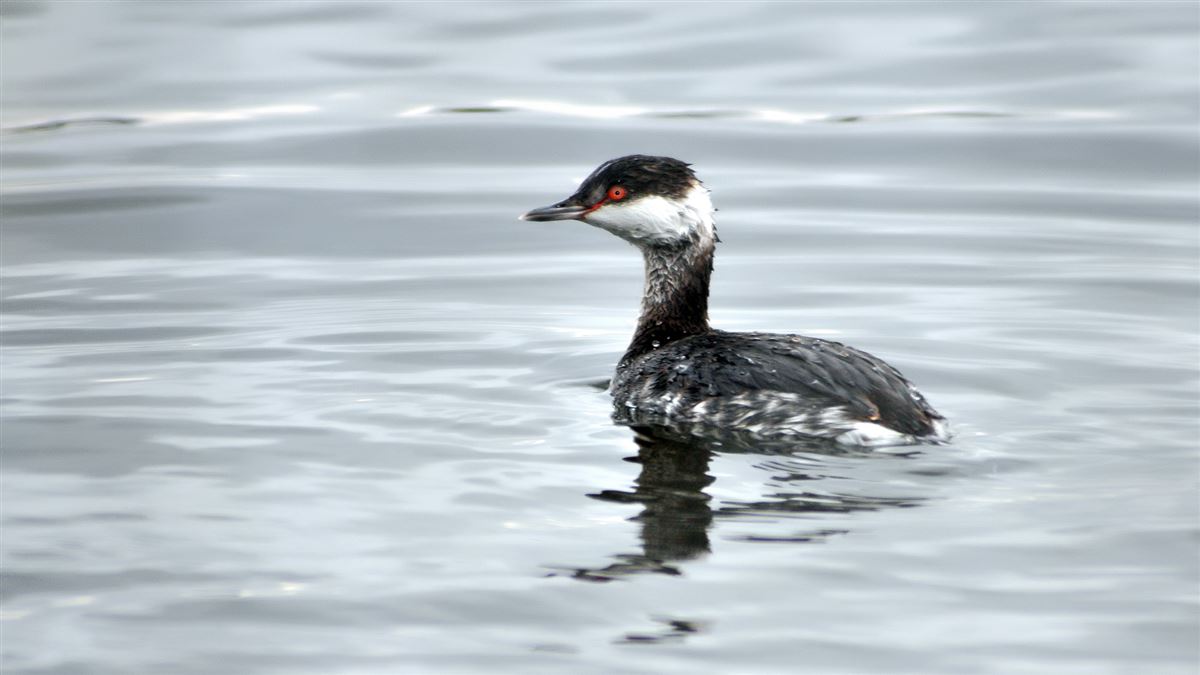 Horned Grebe