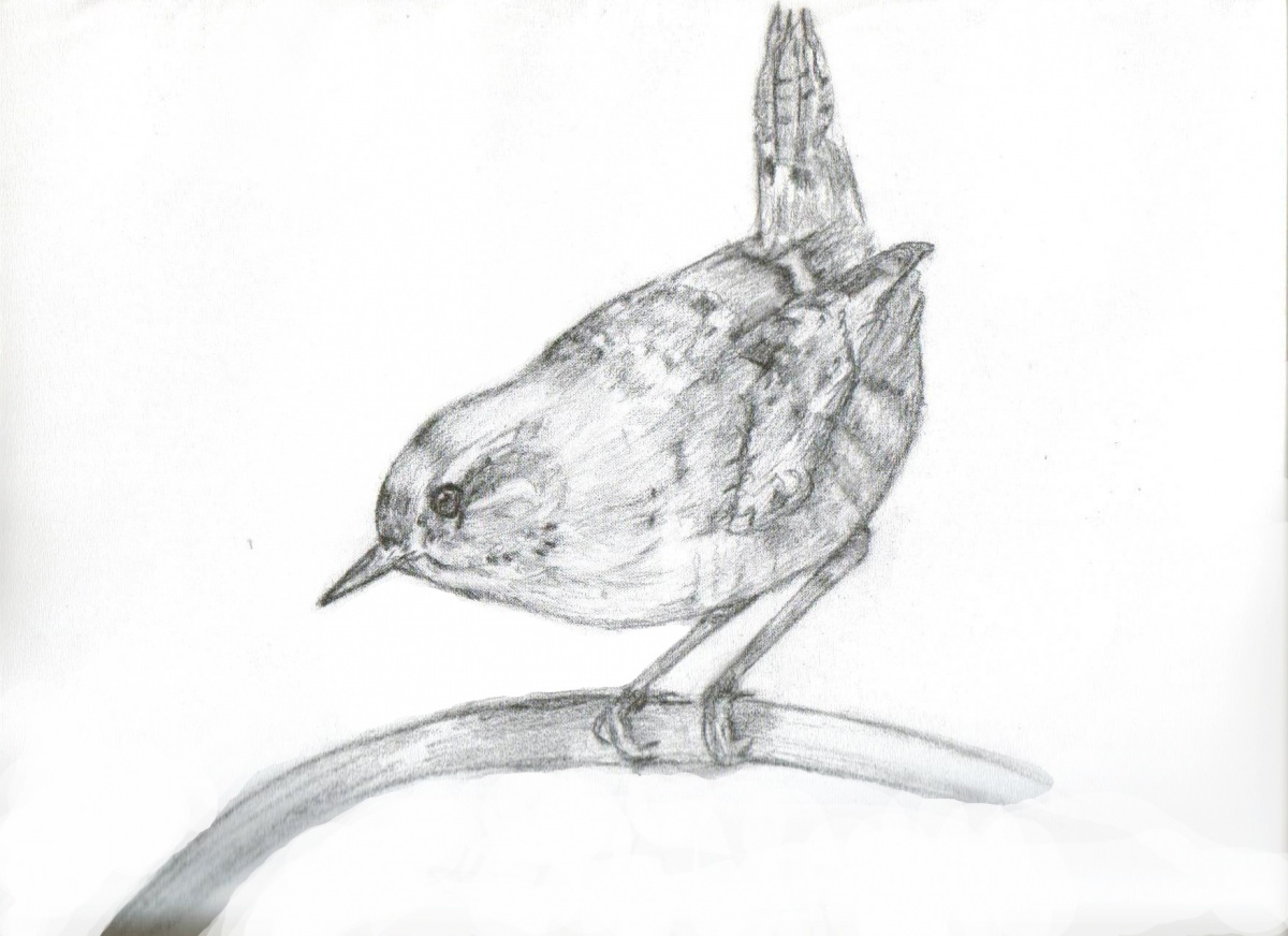 Eurasian Wren