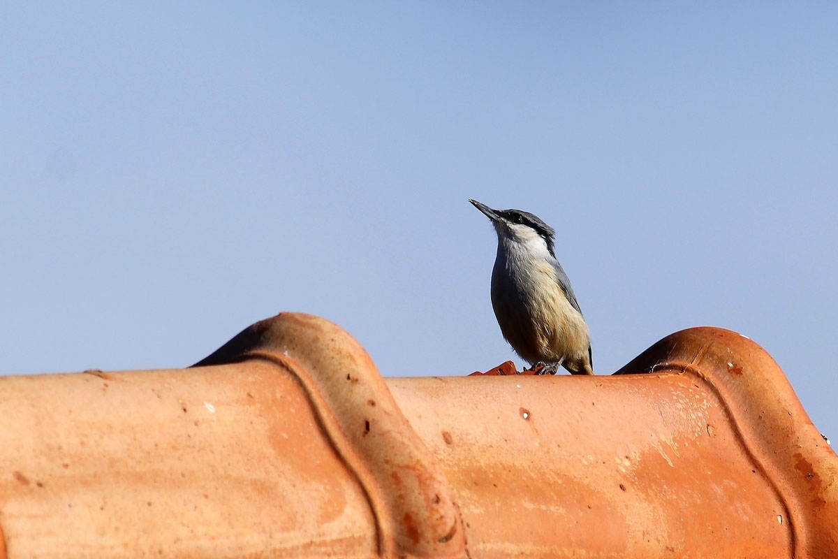 Western Rock Nuthatch