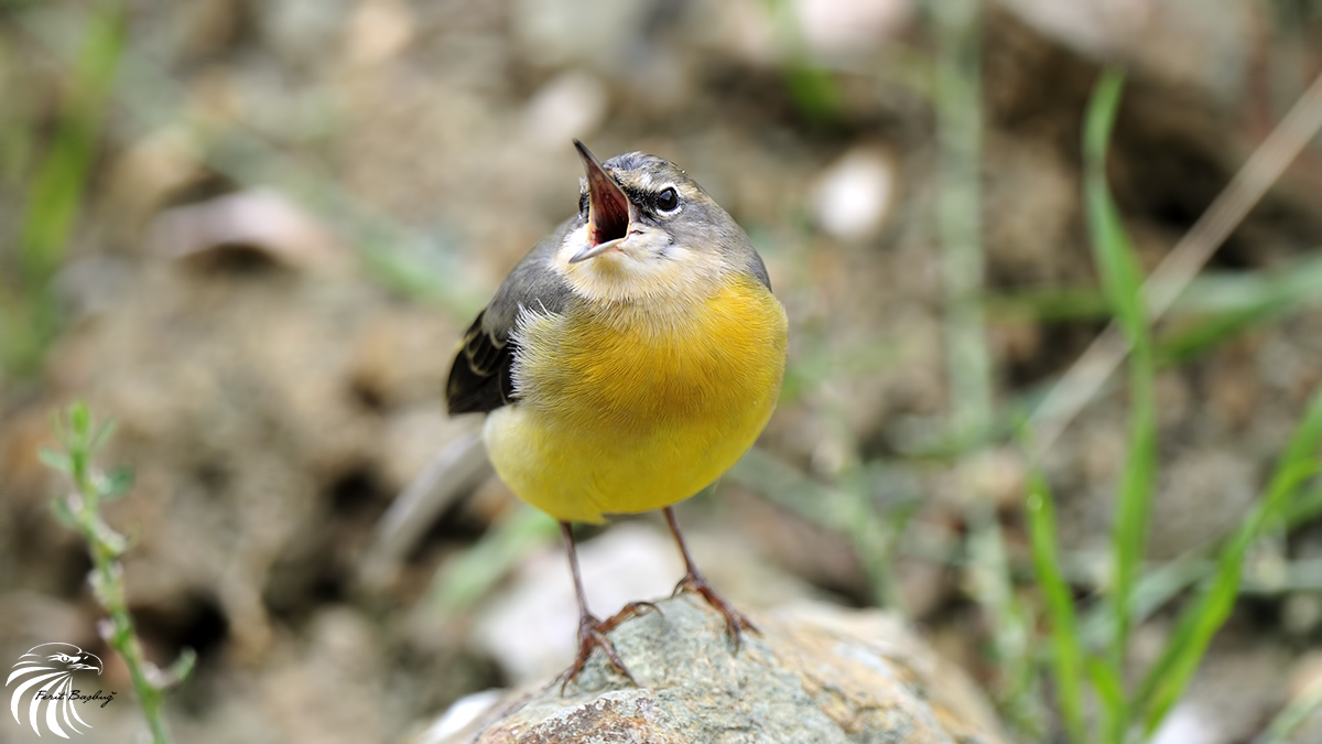 Grey Wagtail
