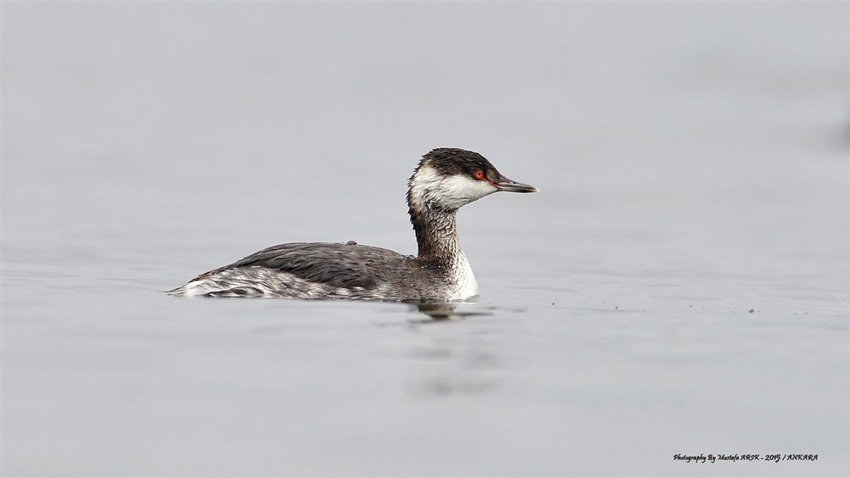 Horned Grebe