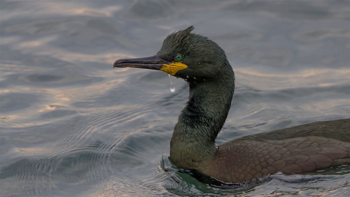 European Shag