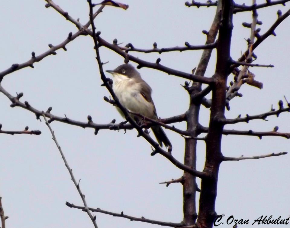 Eastern Orphean Warbler