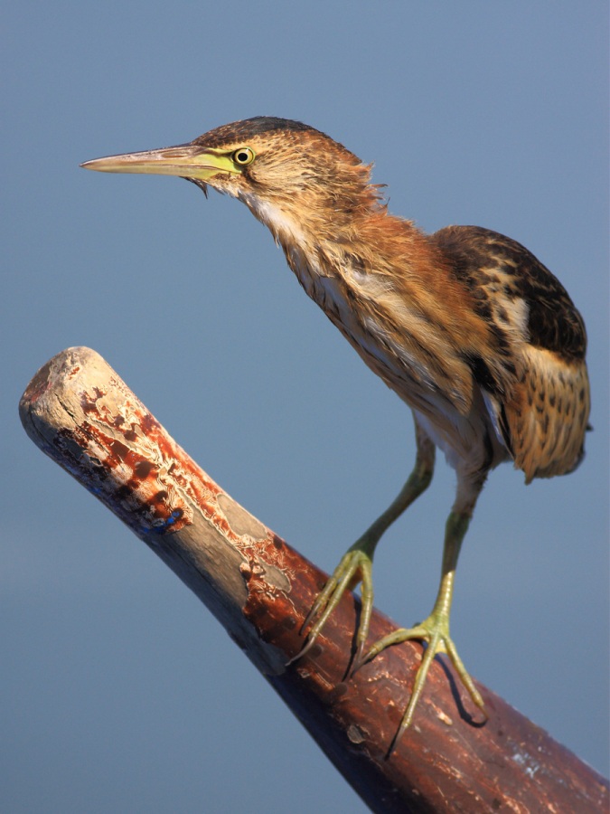 Little Bittern