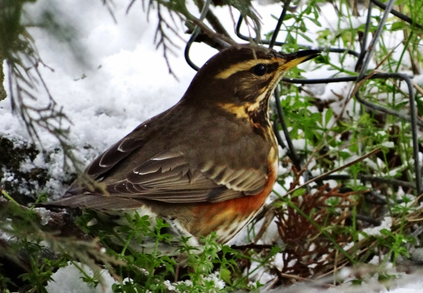Redwing