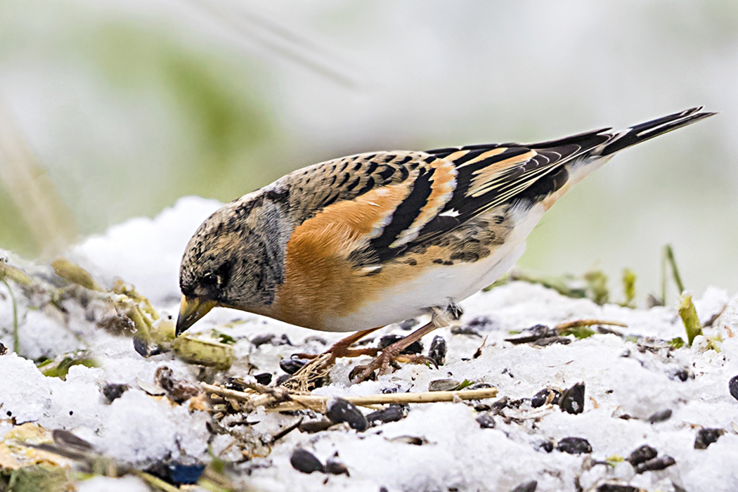 Brambling