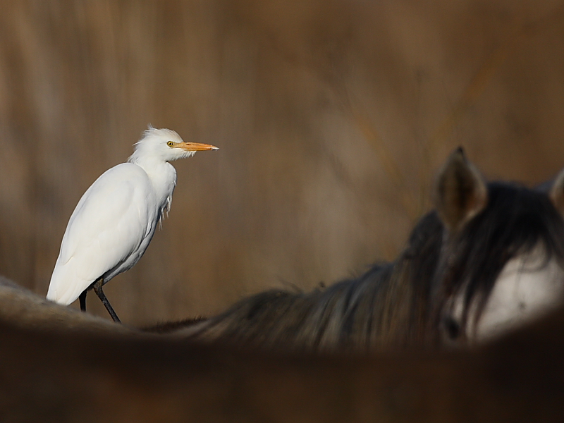 Western Cattle Egret