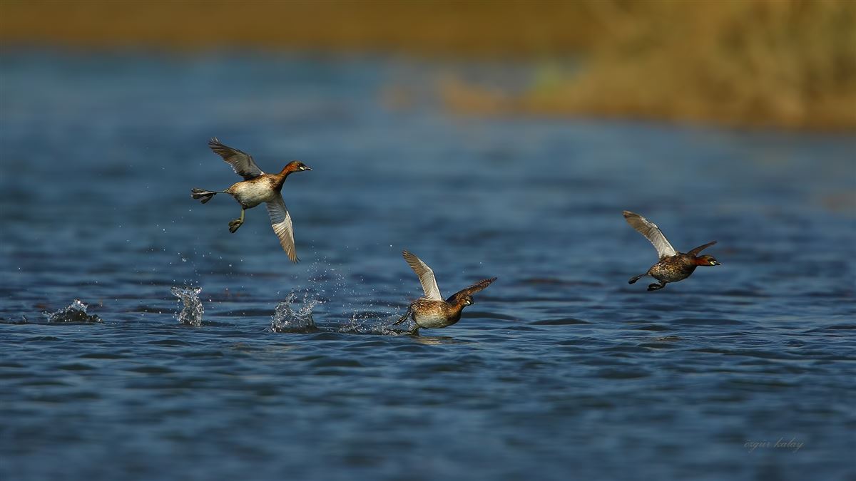 Little Grebe
