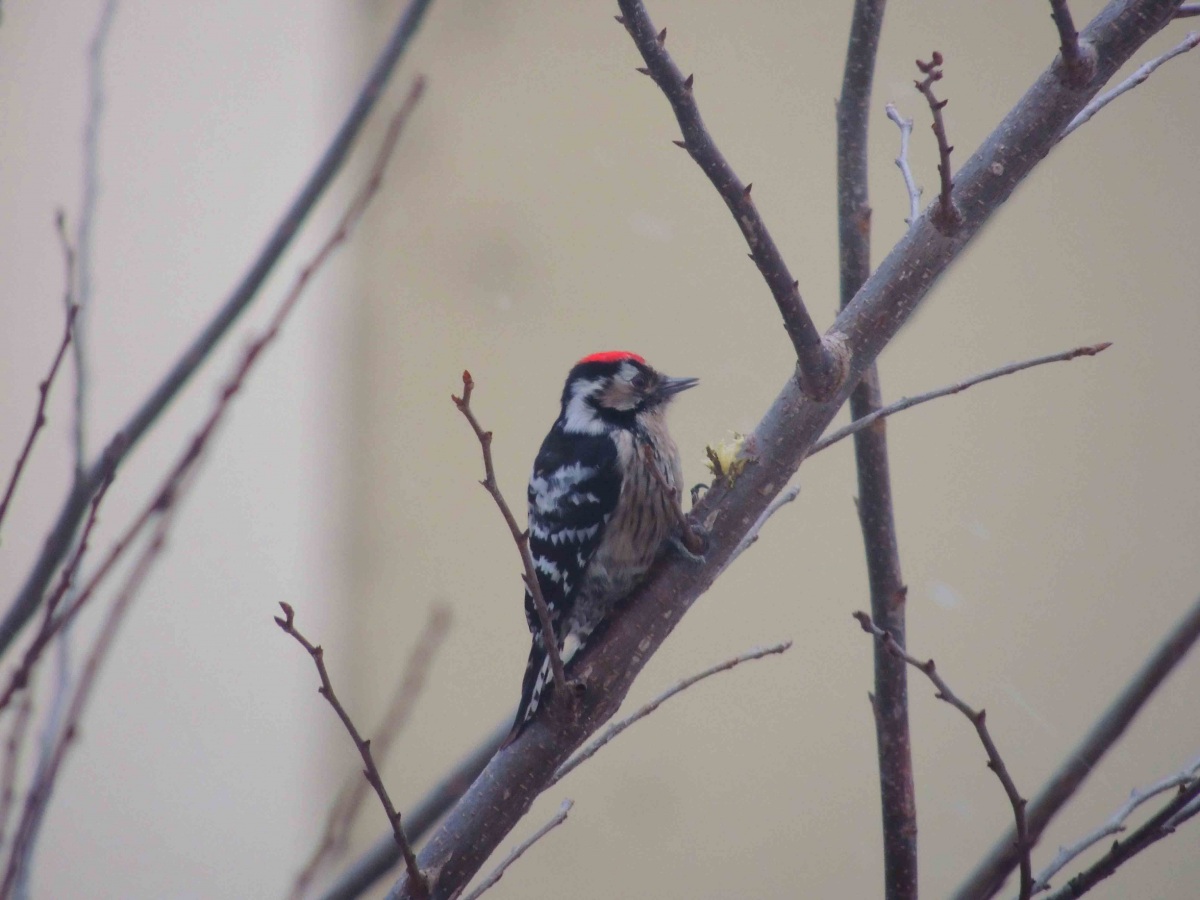Lesser Spotted Woodpecker