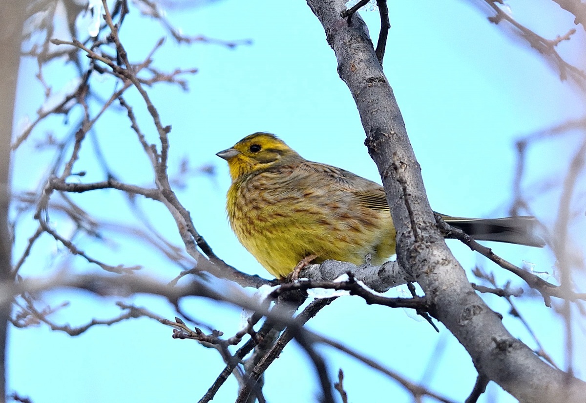 Yellowhammer