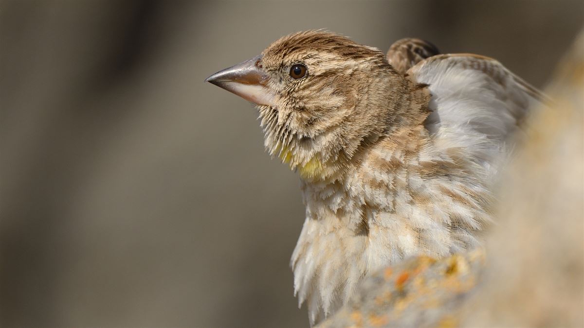 Rock Sparrow