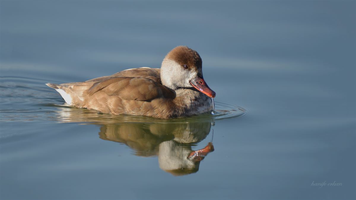 Red-crested Pochard