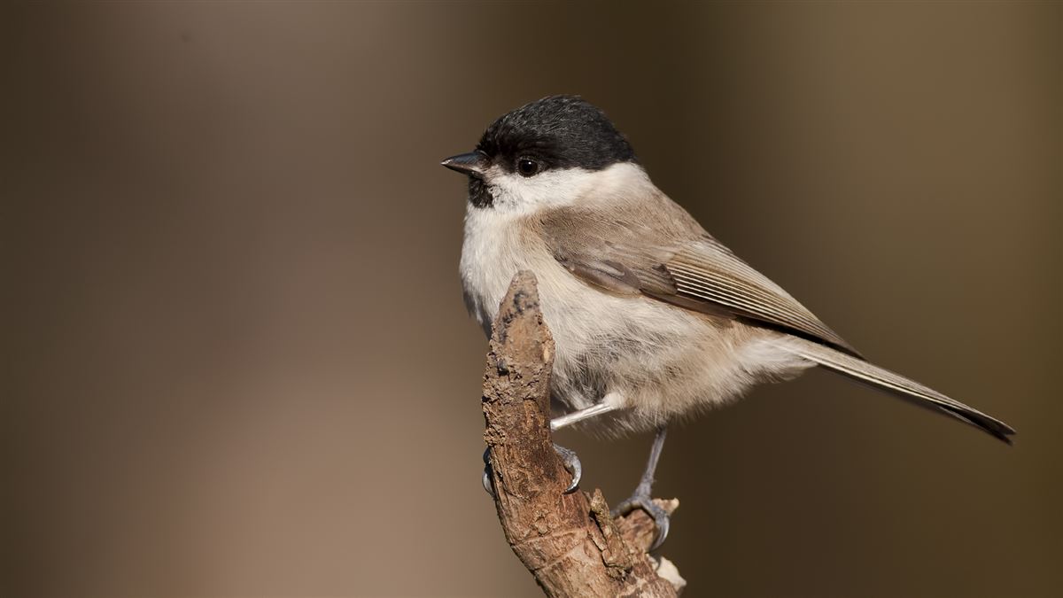 Marsh Tit