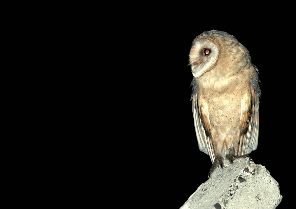 Western Barn Owl