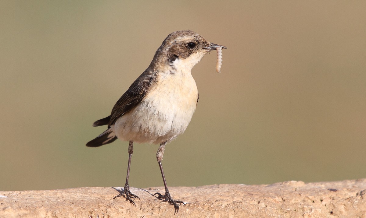 Northern Wheatear