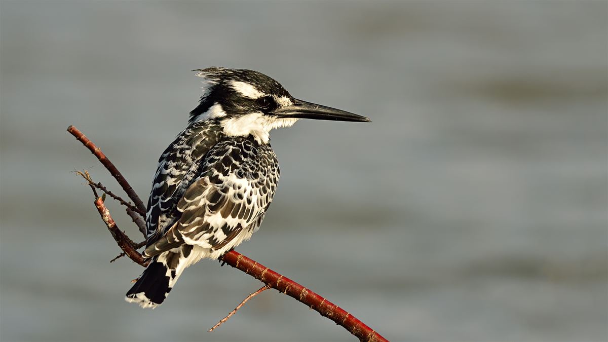 Pied Kingfisher