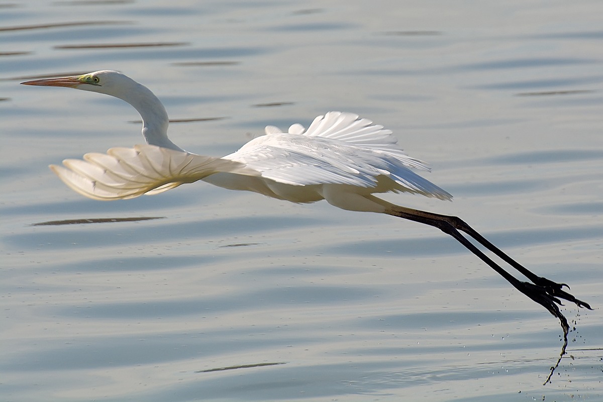 Great Egret