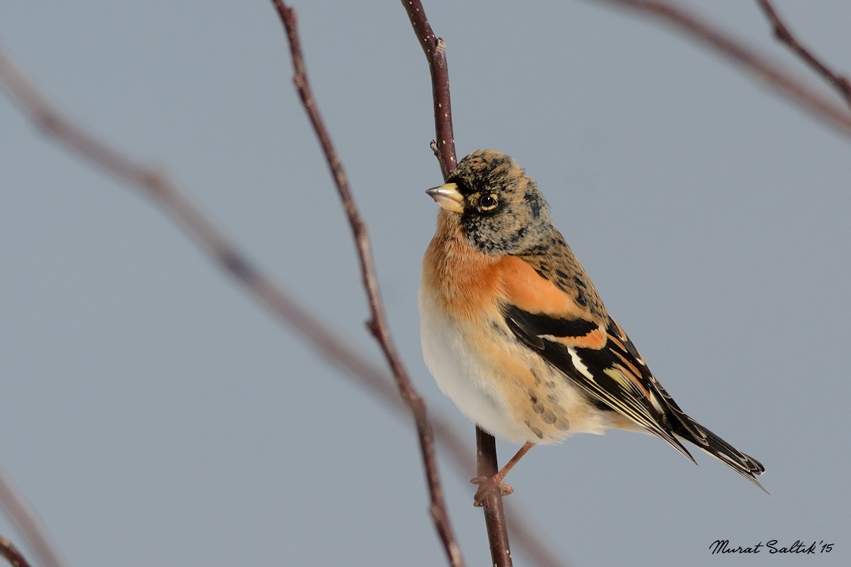 Brambling