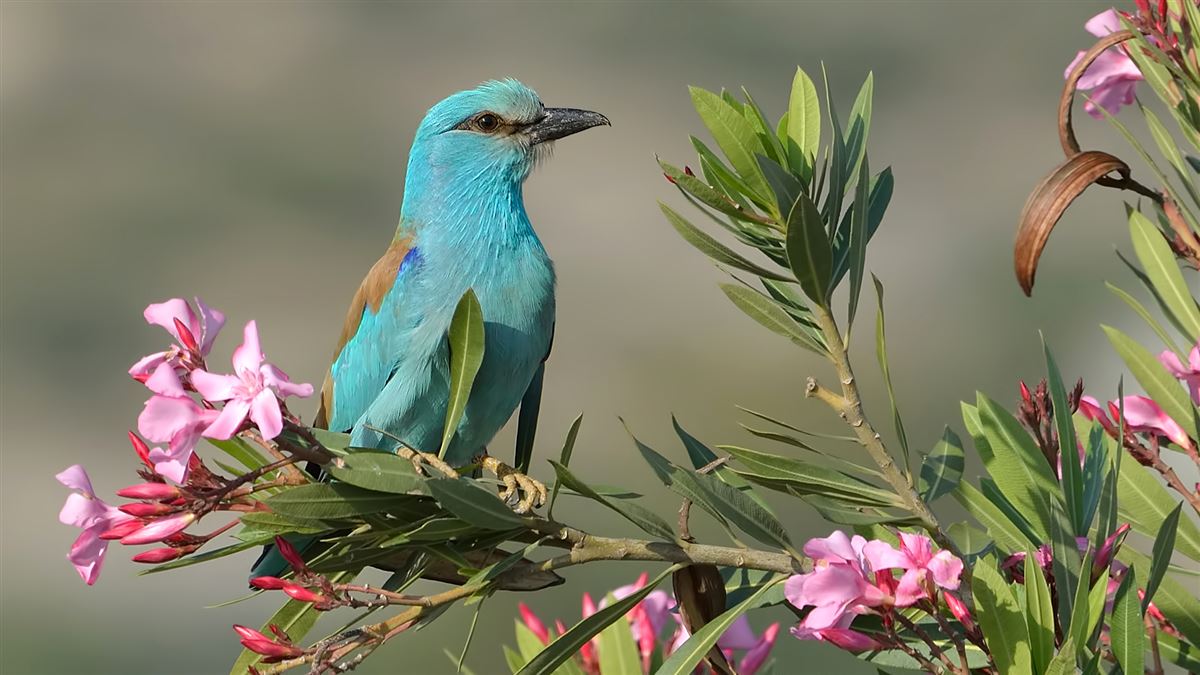 European Roller