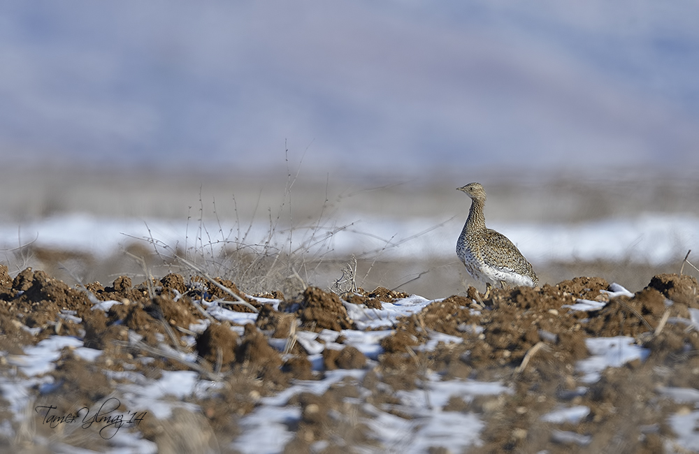 Little Bustard