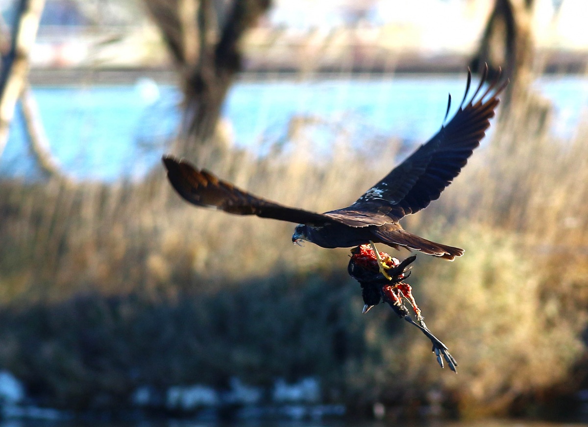 Western Marsh Harrier