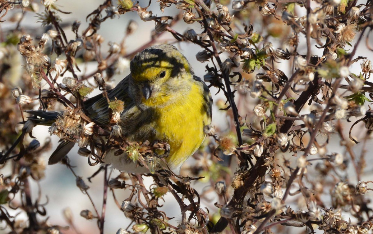 European Serin