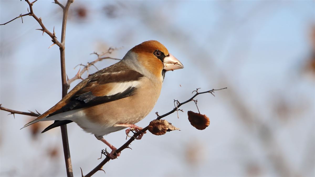 Hawfinch