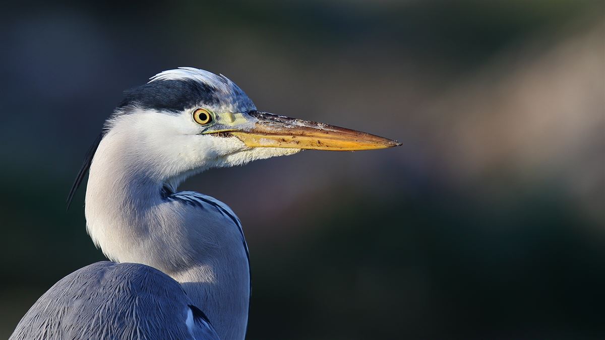 Gri balıkçıl