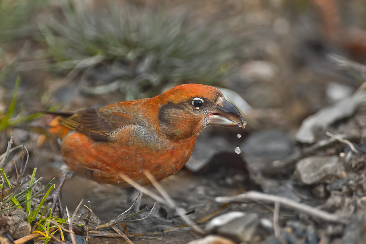 Red Crossbill