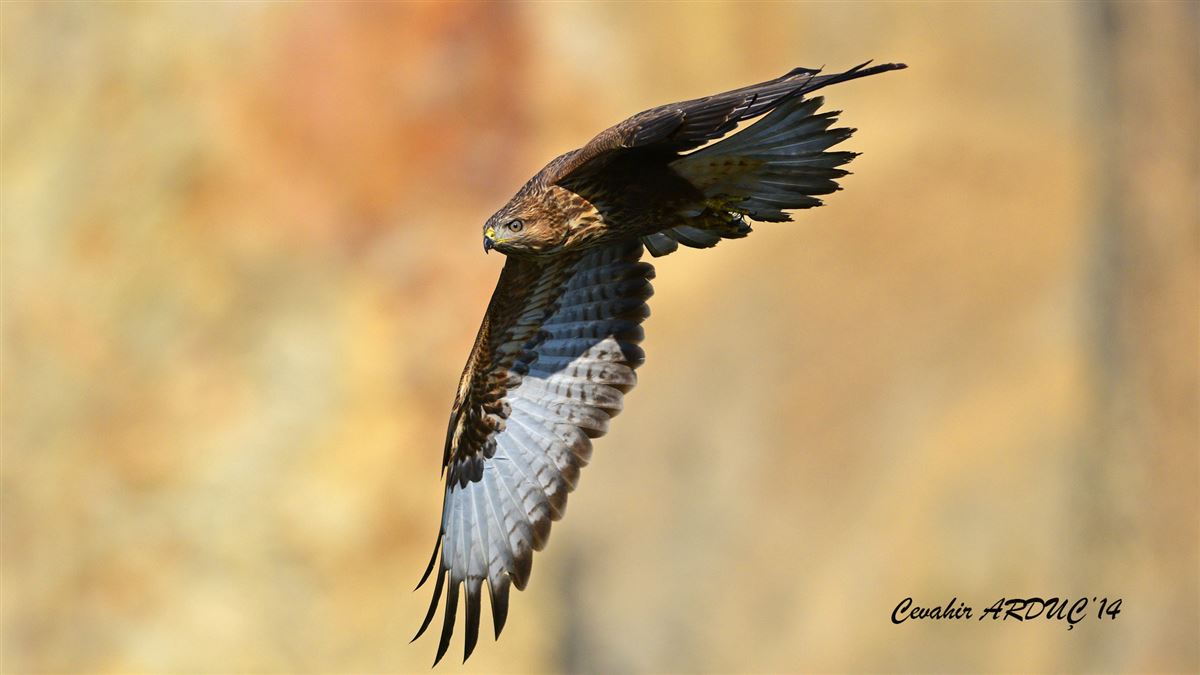Common Buzzard