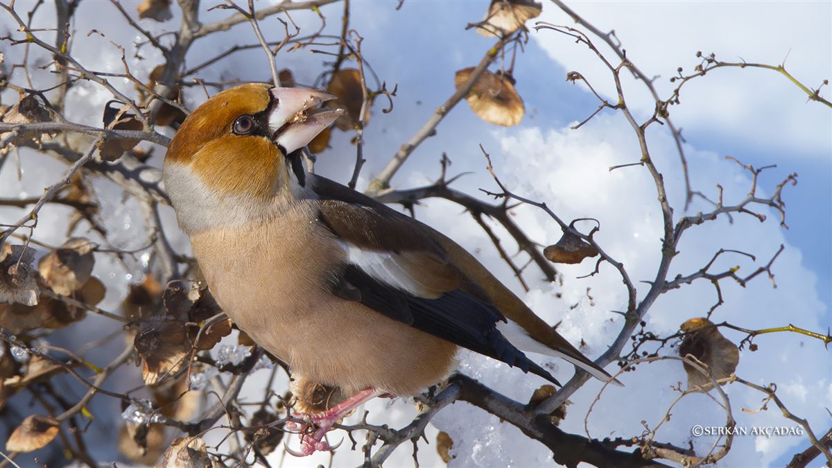Hawfinch