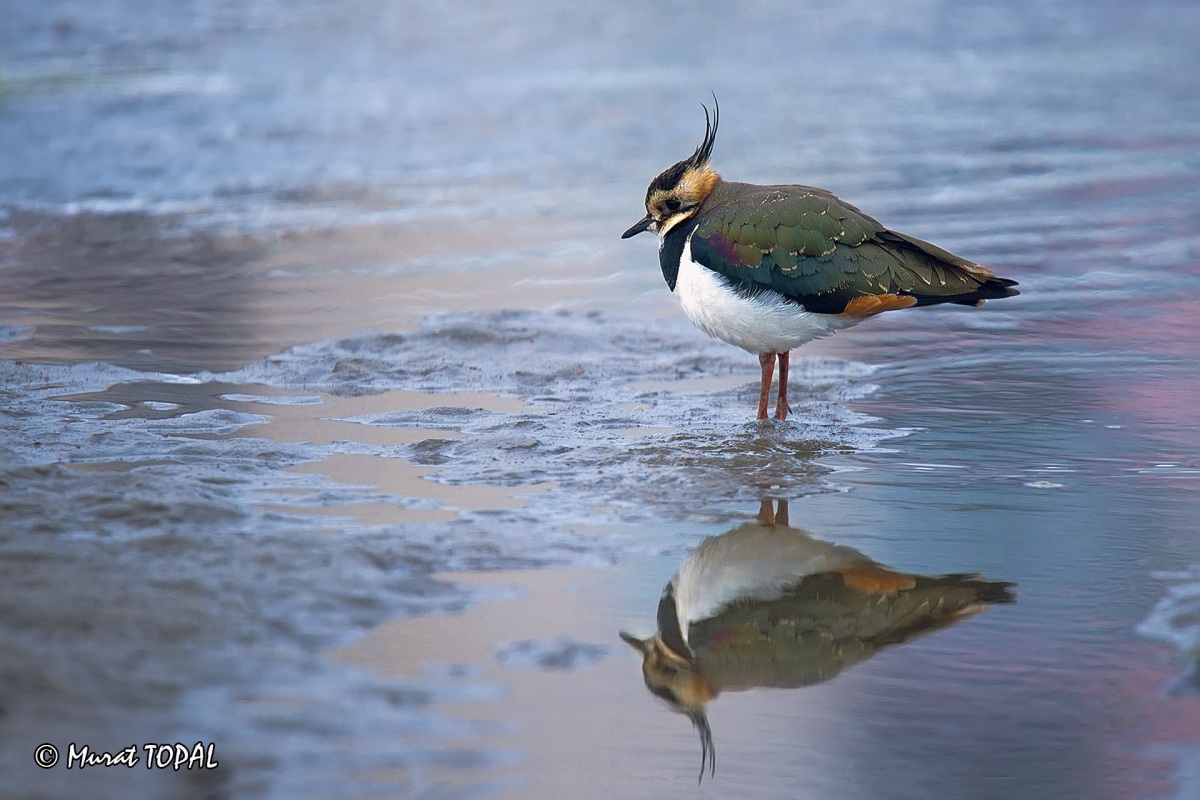 Northern Lapwing