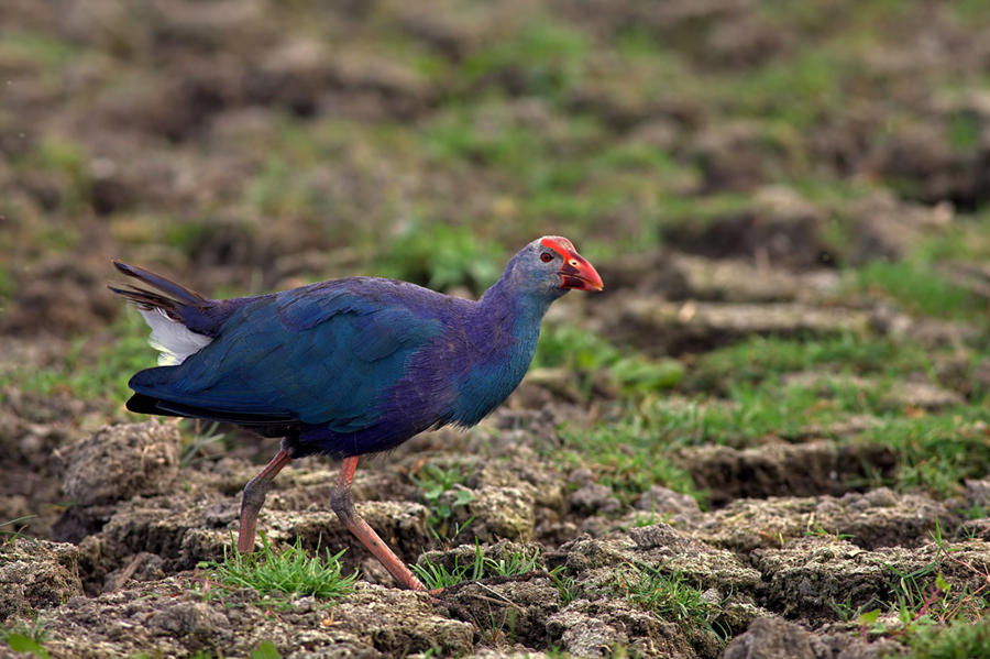Grey-headed Swamphen