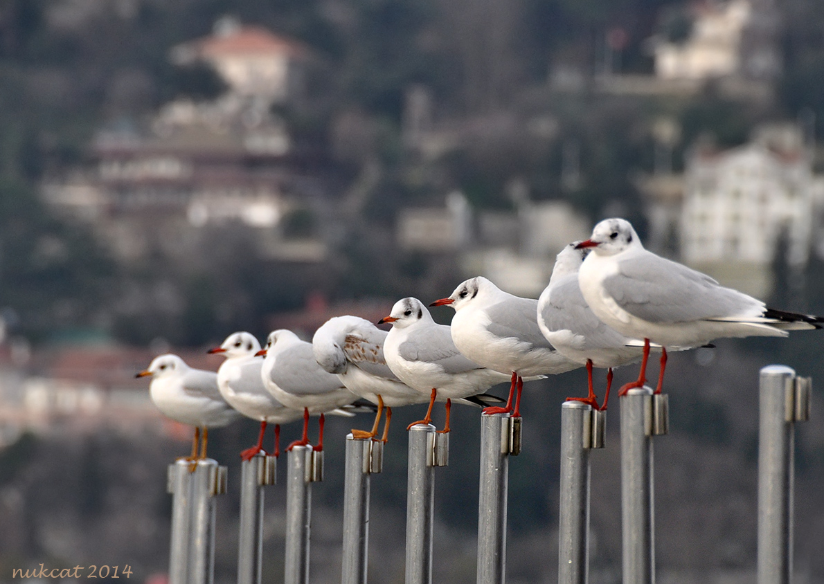 Black-headed Gull