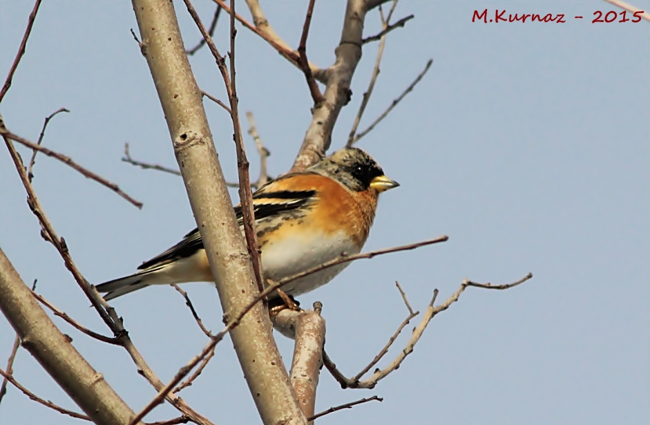 Brambling