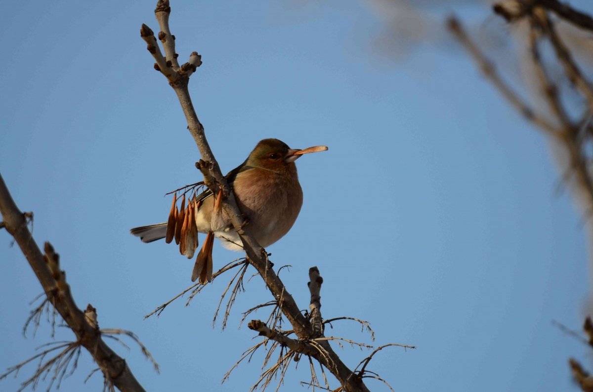 Eurasian Chaffinch