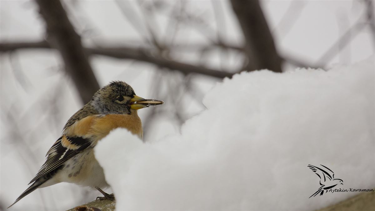 Brambling