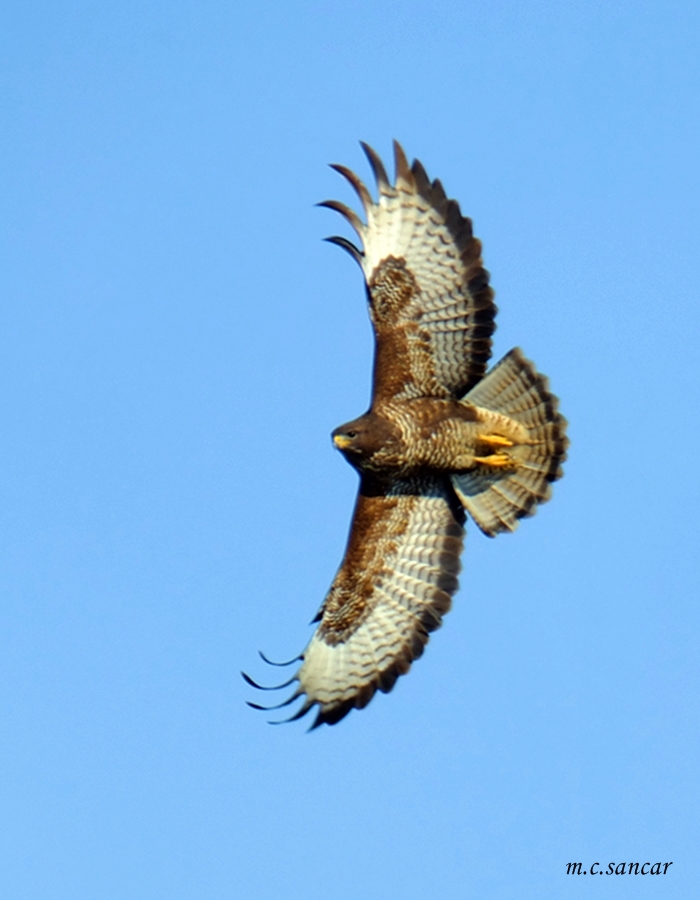 Common Buzzard